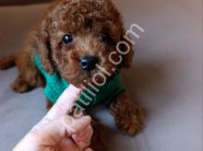 Tuvalet Eğitimli Toy Poodle Bebekler