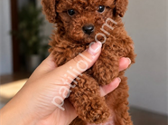 AİLENİZİN YENİ ÜYESİ POODLE