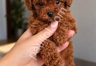 AİLENİZİN YENİ ÜYESİ POODLE