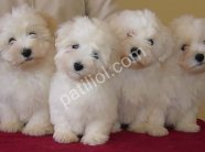 MALTESE TERRİER CİNSİ YAVRULAR