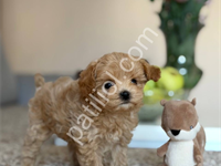 Maltipoo Yavrularım Yeni Yuvalarını Bekliyor!