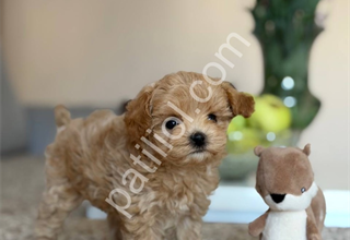 Maltipoo yavrularım yeni yuvalarını bekliyor!