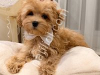 Maltipoo Cinsi Yavrular