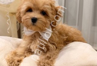 MALTİPOO CİNSİ YAVRULAR