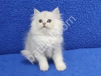 Mükemmel Bir Silver Longhair British Ponçik