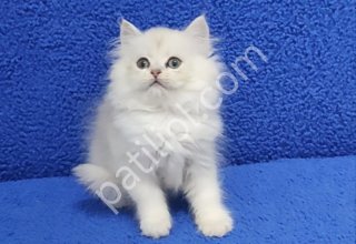 Mükemmel bir silver longhair British ponçik