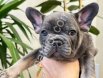 Premium Kalite Blue Tan French Bulldog