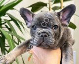 Premium Kalite Blue Tan French Bulldog