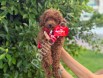 Show kalite Toy Poodle