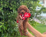 Show kalite Toy Poodle