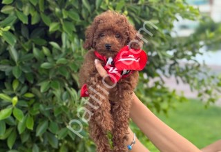 Show kalite Toy Poodle