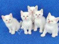 British Shorthair Mavi Boncuklar Teslima Hazırdır