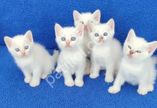 British Shorthair mavi boncuklar teslima hazırdır