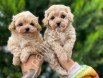 Dizayn ırk Maltıpoo güzelliği