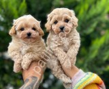 Dizayn ırk Maltıpoo güzelliği