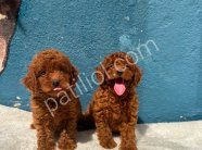RUHSATLI POODLE EVİNDEN ERKEK DİŞİ TOY POODLE BEBEKLERİM