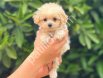En Sevimli Maltipoo Yavrularım