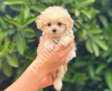 En Sevimli Maltipoo Yavrularım