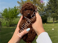 TOY POODLE YAVRULARI