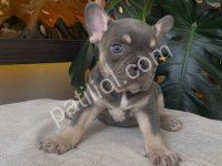 Rengarenk French Bulldog Yavrularım Egzotik