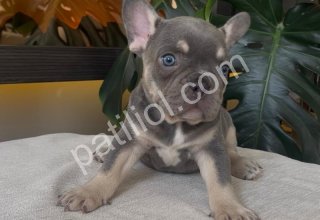 RENGARENK FRENCH BULLDOG YAVRULARIM EGZOTİK