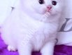 Safkan Beyaz British Shorthair Yavru Kedi Yeni Yuvasını Arıyor