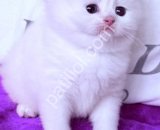 Safkan Beyaz British Shorthair Yavru Kedi Yeni Yuvasını Arıyor