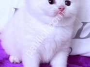 Safkan Beyaz British Shorthair Yavru Kedi Yeni Yuvasını Arıyor