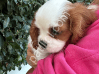 Cavalier King Charles Spaniel Yavru Köpekler