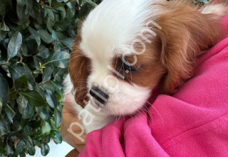 Cavalier King Charles Spaniel Yavru Köpekler