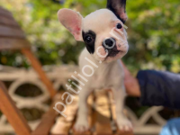 Irk Ve Sağlık Garantili French Bulldog