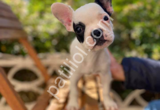 ırk ve sağlık garantili french bulldog