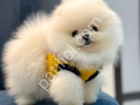 Pomerrian Boo Ayı Suratlı Yavrular