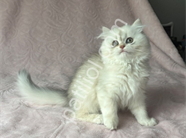 A Kalite British Longhair