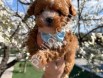 Dost canlısı Maltipoo yavrular