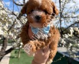 Dost canlısı Maltipoo yavrular
