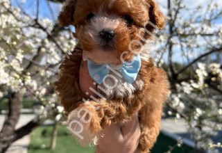 Dost canlısı Maltipoo yavrular