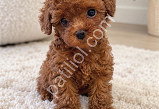 Minyon Yapılı Özel Toy Poodle Yavruları