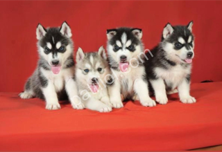 Dişi ve Erkek Safkan Husky yavrularımız