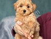 Satılık Maltipoo Yavru Köpek – Sağlıklı, Sevecen ve Oyuncu