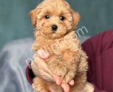 Satılık Maltipoo Yavru Köpek – Sağlıklı, Sevecen ve Oyuncu