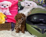 İstanbul Toy Poodle Satılık Safkan Yavru