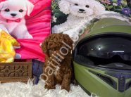 İstanbul Toy Poodle Satılık Safkan Yavru