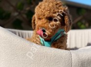 Çiftlik garantili toy poodle bebeklerim