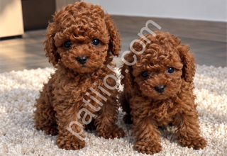 ÖZEL POODLE YAVRULARIMIZ MEVCUT