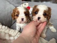 Kralın O Meşhur Köpeği