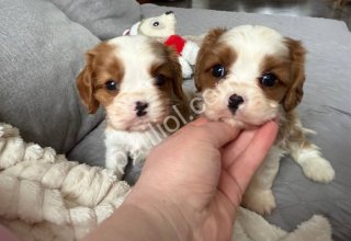 Kralın o meşhur köpeği