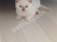 Orijinal British Shorthair
