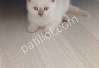 Orijinal british shorthair