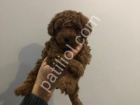 Toy Poodle Sevimli Yavrular Ev Üretimi